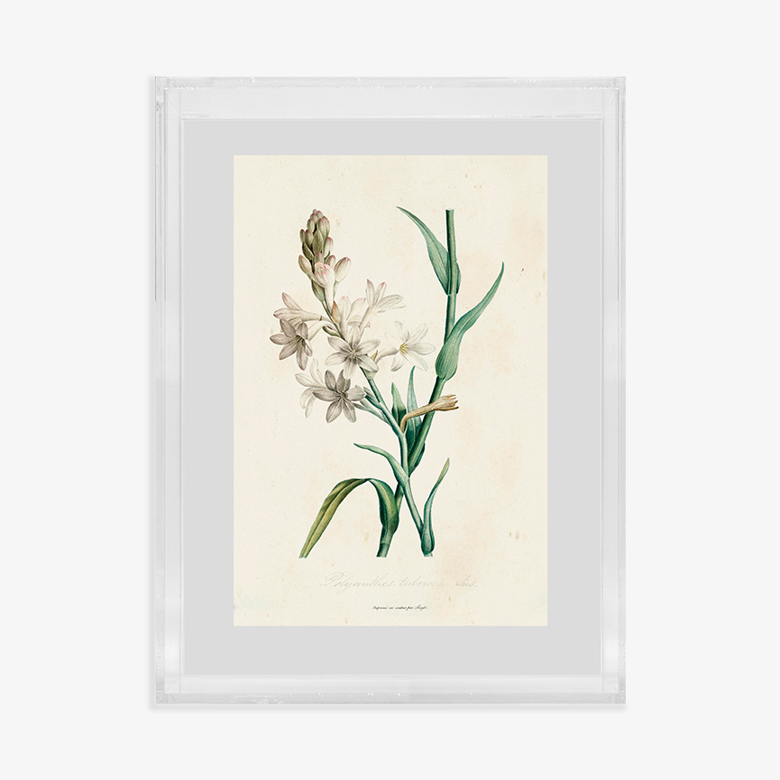 Quadro Brazilian Botanical XI - 30x40 cm
